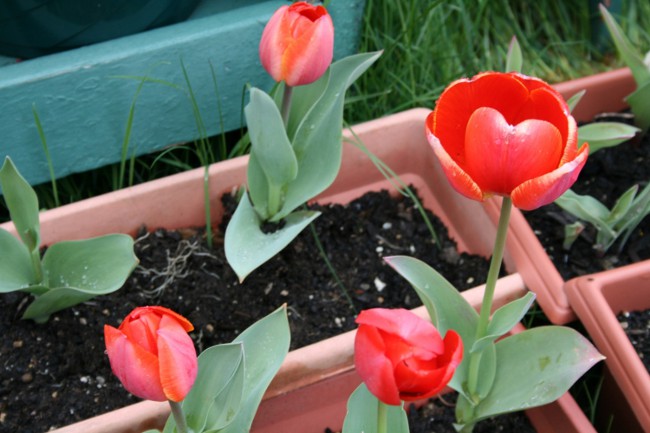 Tulipánok az otthonban Tulipánok az otthonban