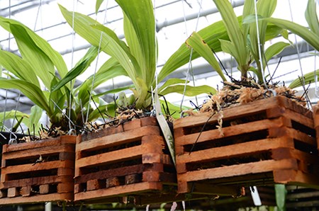 Az orchidea kocsányán alvó rügyek vannak Az orchidea kocsányán alvó rügyek vannak