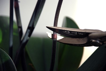 Néhány hónap múlva az orchidea újra virágzik Néhány hónap múlva az orchidea újra virágzik