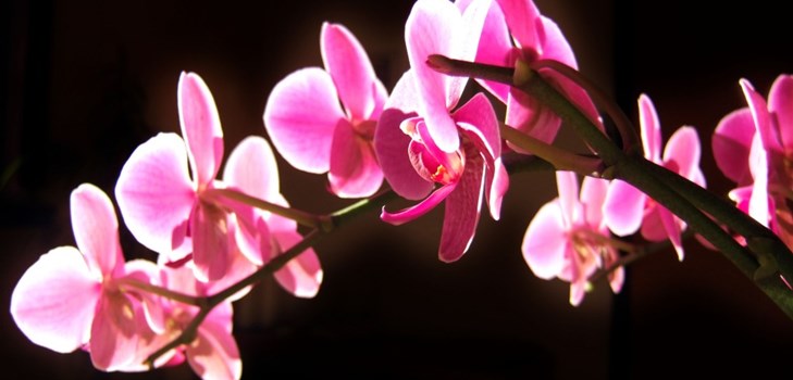 Orchid: ápolás a virágzás után Orchid: ápolás a virágzás után