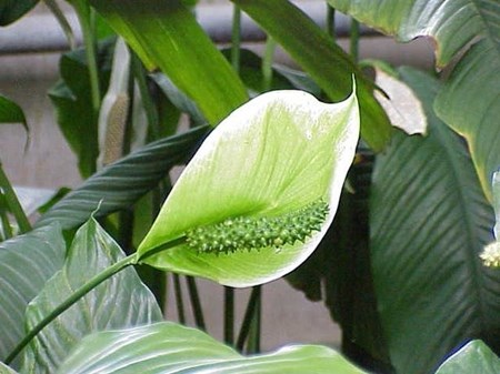 A spathiphyllum gondozása az otthonban A spathiphyllum gondozása az otthonban
