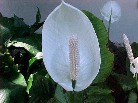 Transzplantáció spathiphyllum