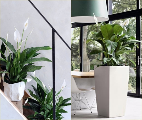 Betegségek és spathiphyllum kezelés
