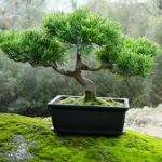 Hogyan lehet nőni egy bonsai Hogyan lehet nőni egy bonsai