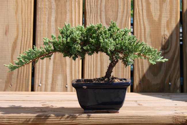 Hogyan növekszem bonsai otthon?