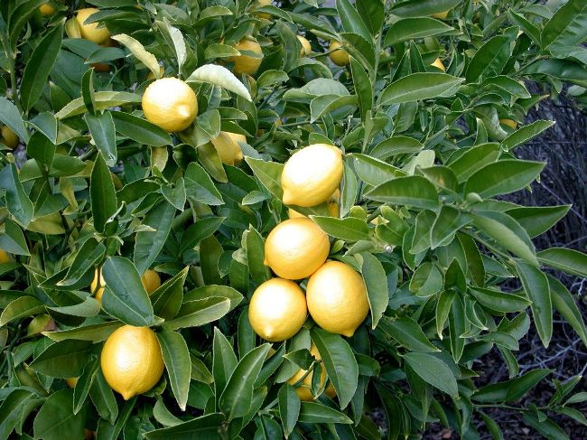 Hogyan nőhet egy citrom otthon?
