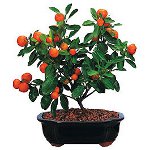 Hogyan lehet a mandarin egy csontból nőni? Hogyan lehet a mandarin egy csontból nőni?