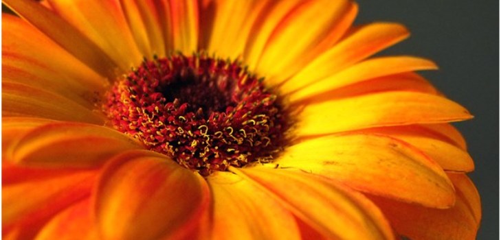 gyönyörű gerbera