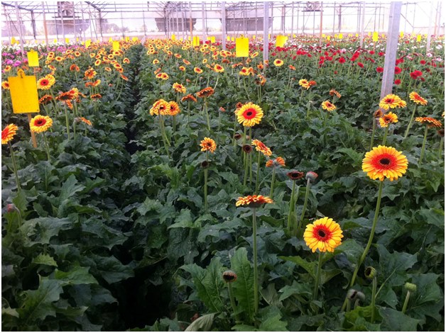 gerbera ültetvénye