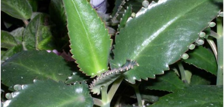 Kalanchoe növény