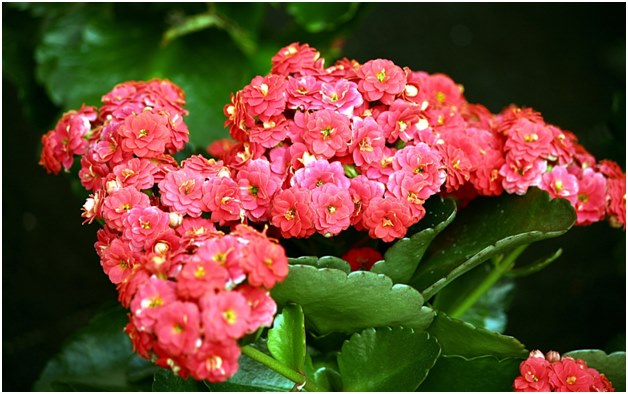Kalanchoe virág