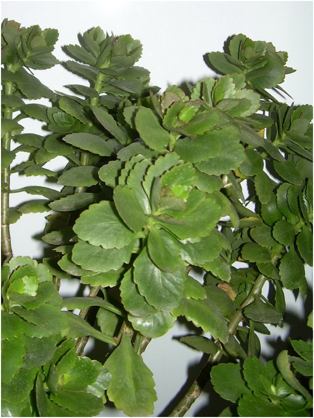 Kalanchoe dugványait