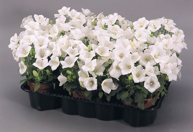 A Campanula gondozása