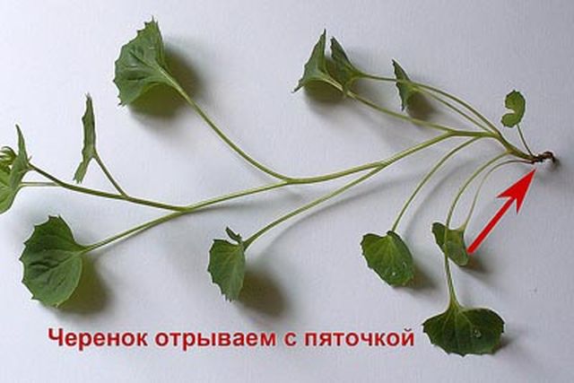 A Campanula gondozása