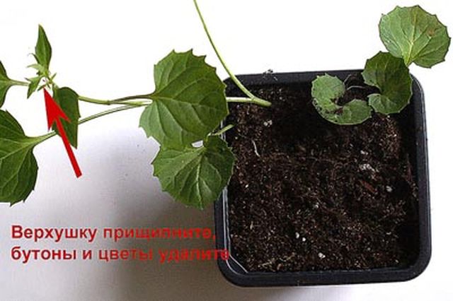 A Campanula gondozása