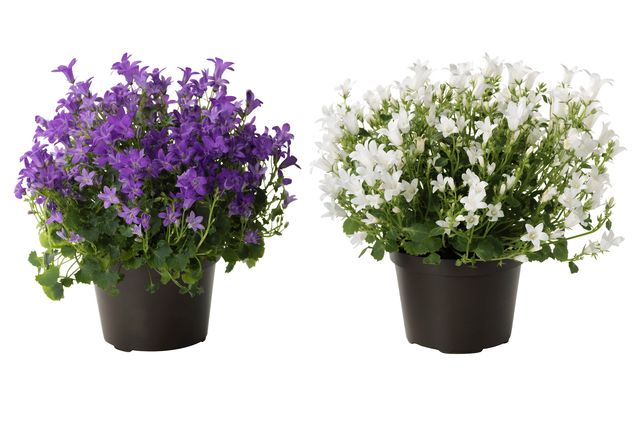 A Campanula gondozása