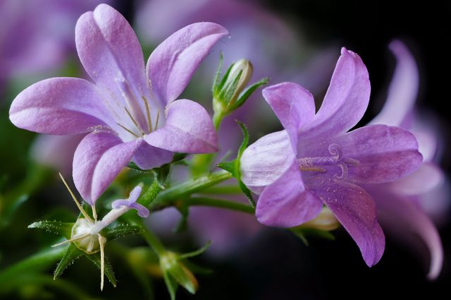 Campanula otthon - ültetés és gondozás (videó, fotó): tanácsadás egy kezdő virágművésznek