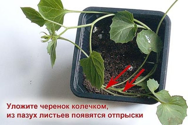 A Campanula gondozása