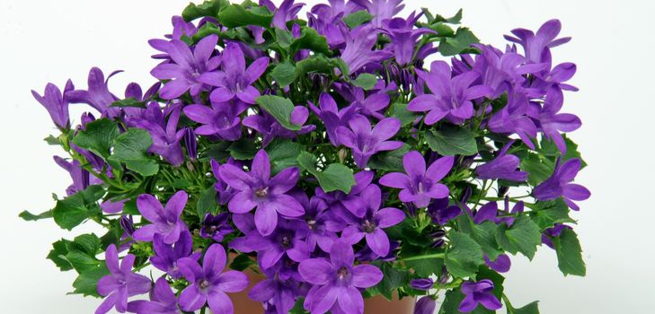 A Campanula gondozása