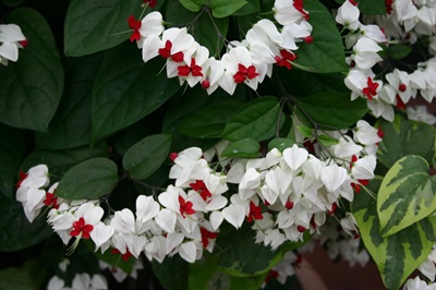 Clerodendrum - gondozás