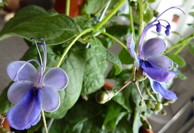Clerodendrum - gondozás