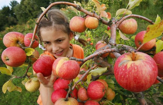 Mikor kell összegyűjteni az alma tárolására: nyár, őszi és téli fajták. Hogyan gyűjthetsz almát egy fáról?