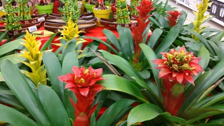 Hogyan kell gondoskodni a guzmania otthonról? Hogyan kell gondoskodni a guzmania otthonról?