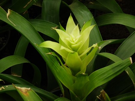 Guzmania: hogyan kell törődni a tenyészidőszakkal? Guzmania: hogyan kell törődni a tenyészidőszakkal?
