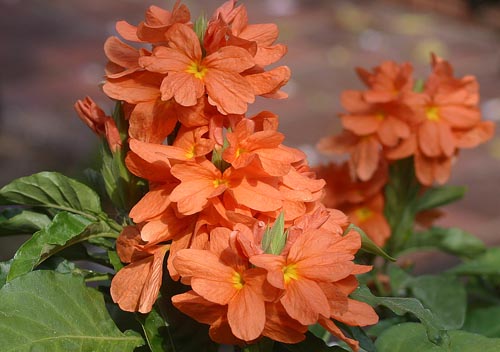 Crossandra: fajok