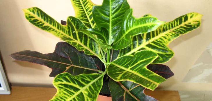 Croton: otthoni ápolás