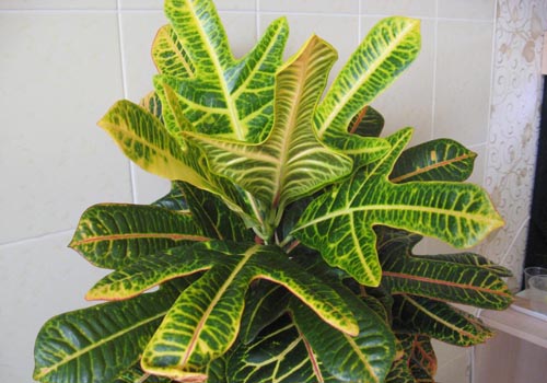 Croton: otthoni ápolás