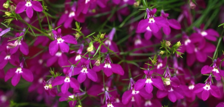 A kert díszítése kellemes lobelia. Lecsökkentés és gondoskodás fotókkal és videókkal