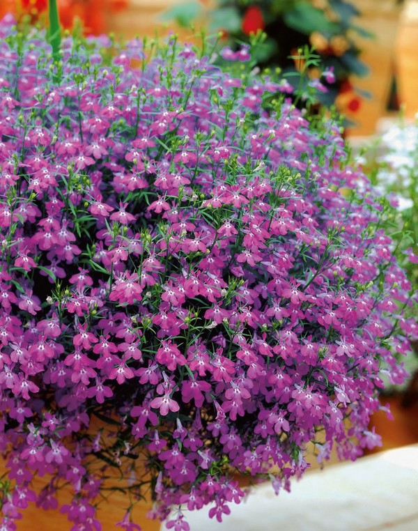 A kert díszítése kellemes lobelia. Lecsökkentés és gondoskodás fotókkal és videókkal