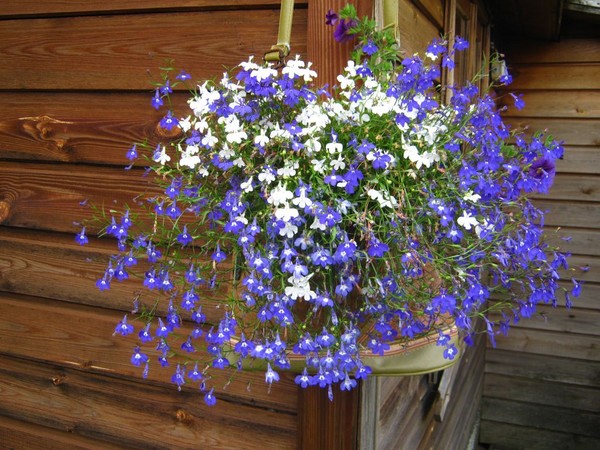 A kert díszítése kellemes lobelia. Lecsökkentés és gondoskodás fotókkal és videókkal