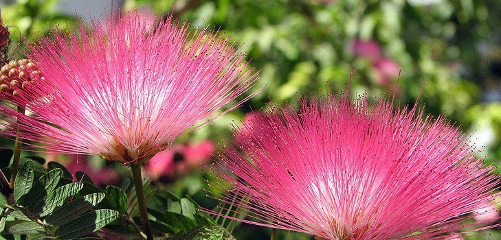 Mimosa félénk: az ellátás jellemzői Mimosa félénk: az ellátás jellemzői