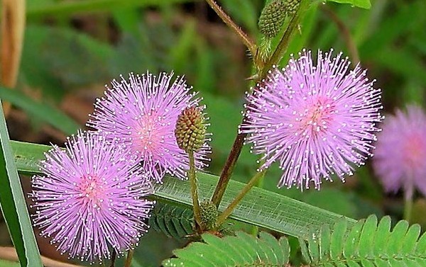 Mimosa félénk: az ellátás jellemzői Mimosa félénk: az ellátás jellemzői