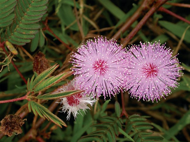 Mimosa félénk: az ellátás jellemzői Mimosa félénk: az ellátás jellemzői