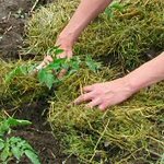 Mulching ágyak - fotók és videók Mulching ágyak - fotók és videók