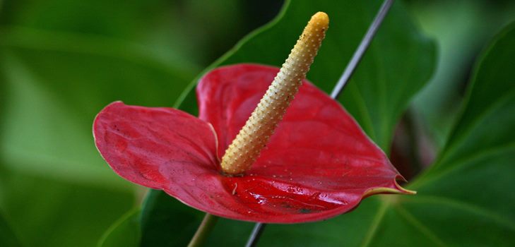 Anthurium virág: otthoni ápolás és reprodukció