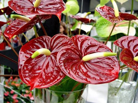 Anthurium: otthoni ápolás Anthurium: otthoni ápolás