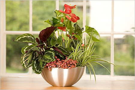 Anthurium transzplantáció Anthurium transzplantáció