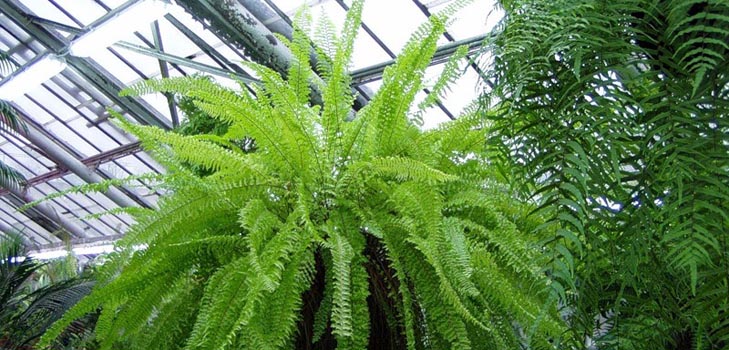 Nephrolepis - bájos házi páfrány