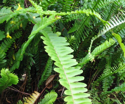 Nephrolepis: otthoni ápolás