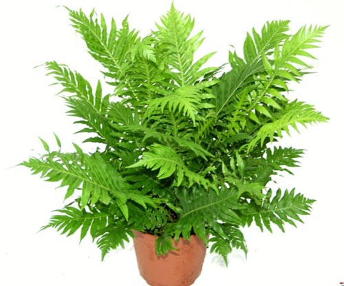 Nephrolepis. reprodukció