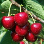 Édes cseresznye metszése