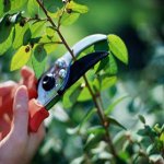 Prune Peeling