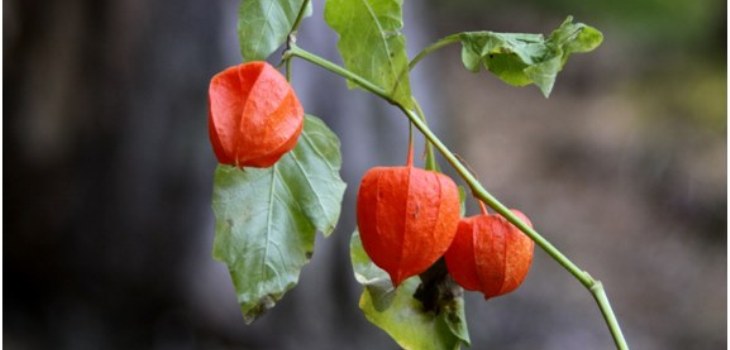 növényi physalis