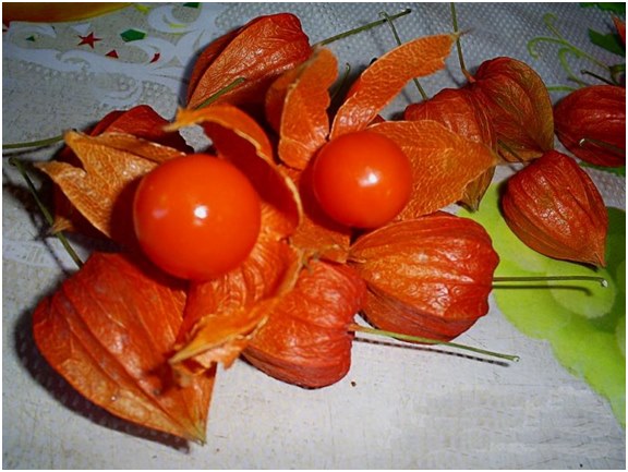 a physalis bogyók