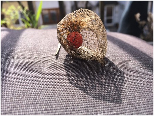 Általános információk a physalis-ról, valamint a növekvő és gondoskodó ajánlások