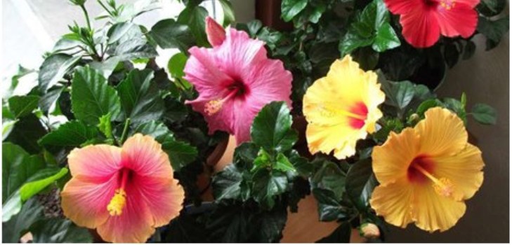 hibiszkuszvirág